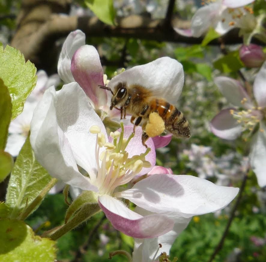 ape in fiore