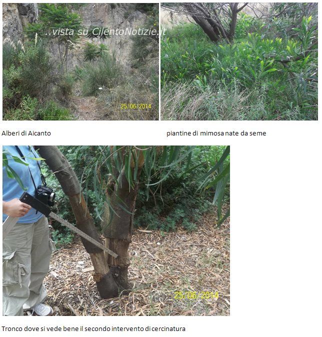 duna e piante aliene