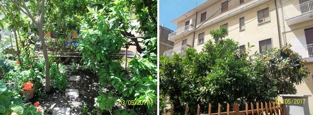 domenico cosentino orto