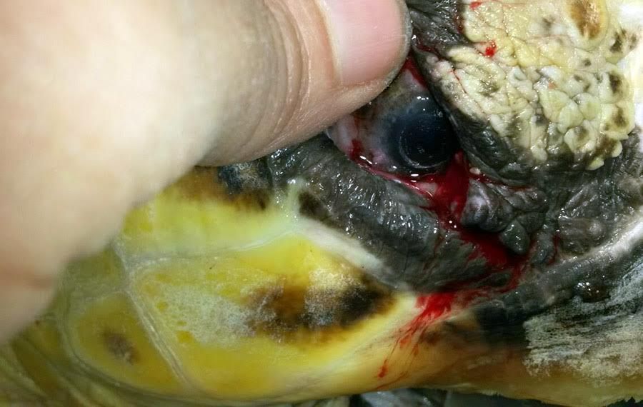 tartaruga recupera occhio