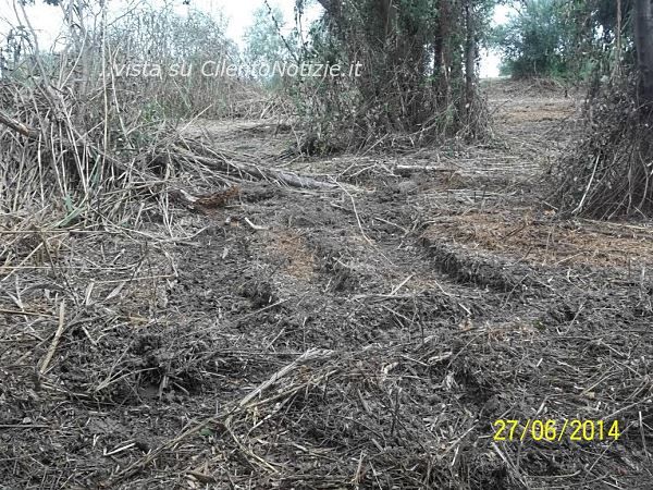 bussento vegetazione