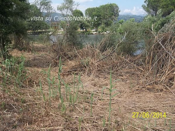 bussento vegetazione