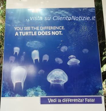 curate tartarughe caretta caretta pisciotta