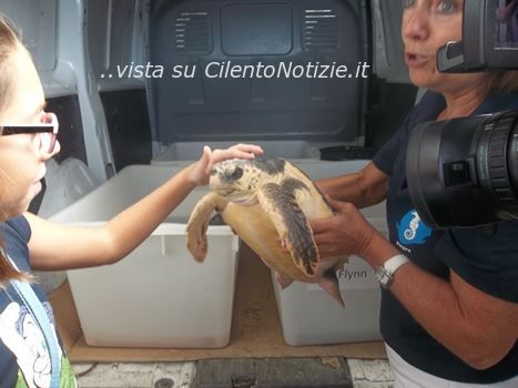curate tartarughe caretta caretta pisciotta mare