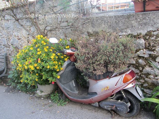 articolo bosco cilento