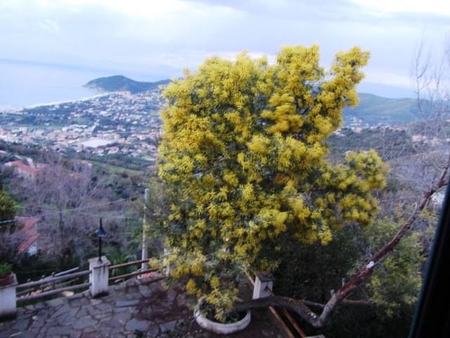 mimosa di marisa russo