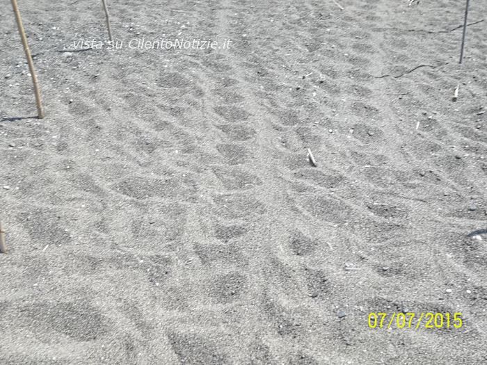 tartaruga caretta caretta cala del cefalo