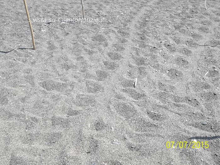 scia tartaruga spiaggia