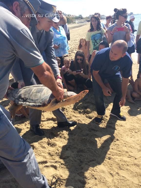 tartarughe adulte liberate ad acciaroli