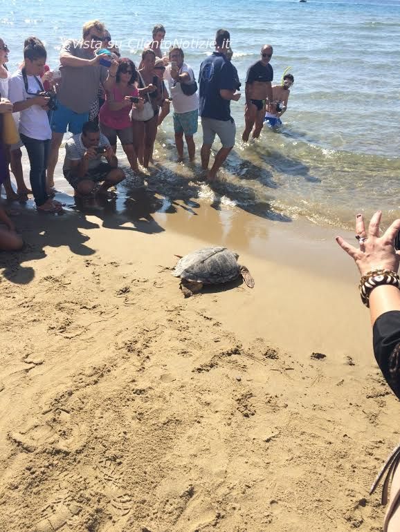 tartarughe adulte liberate ad acciaroli