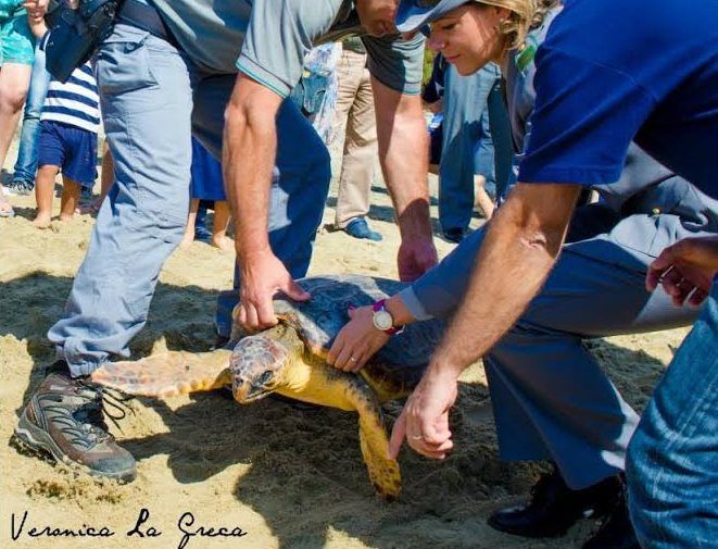 tartarughe adulte liberate ad acciaroli
