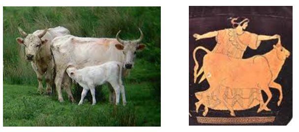 la storia del toro Benjy