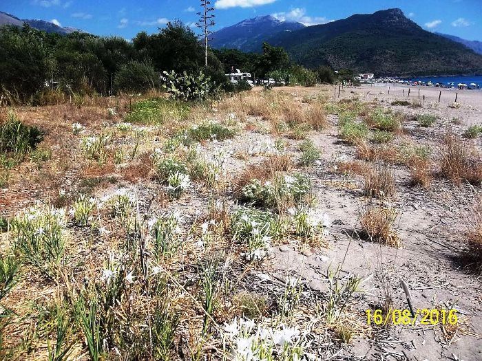 fasce dunali cilento