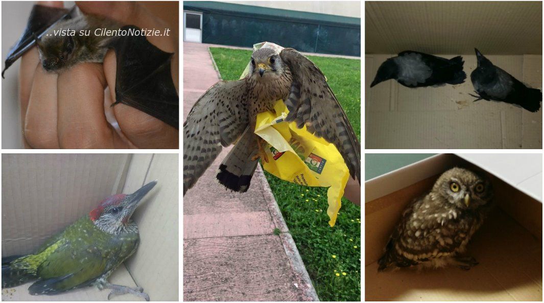 recupero animali