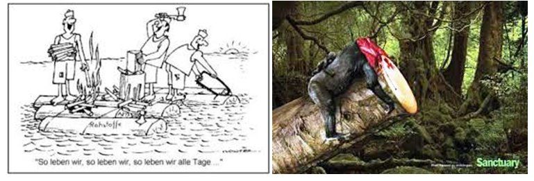 foreste taglio olio di palma