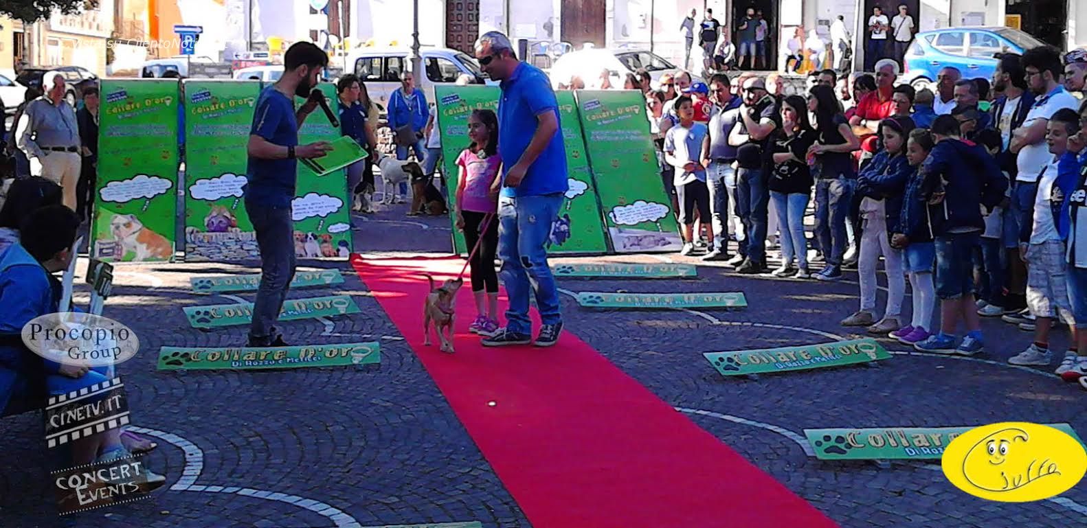 collare d oro concorso cani