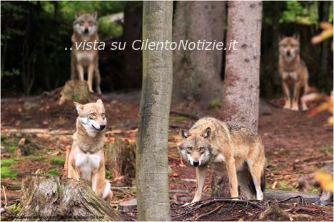 famiglia di lupi nel parco