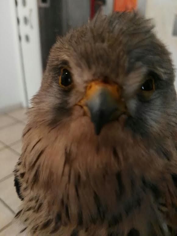 animali in difficoltà