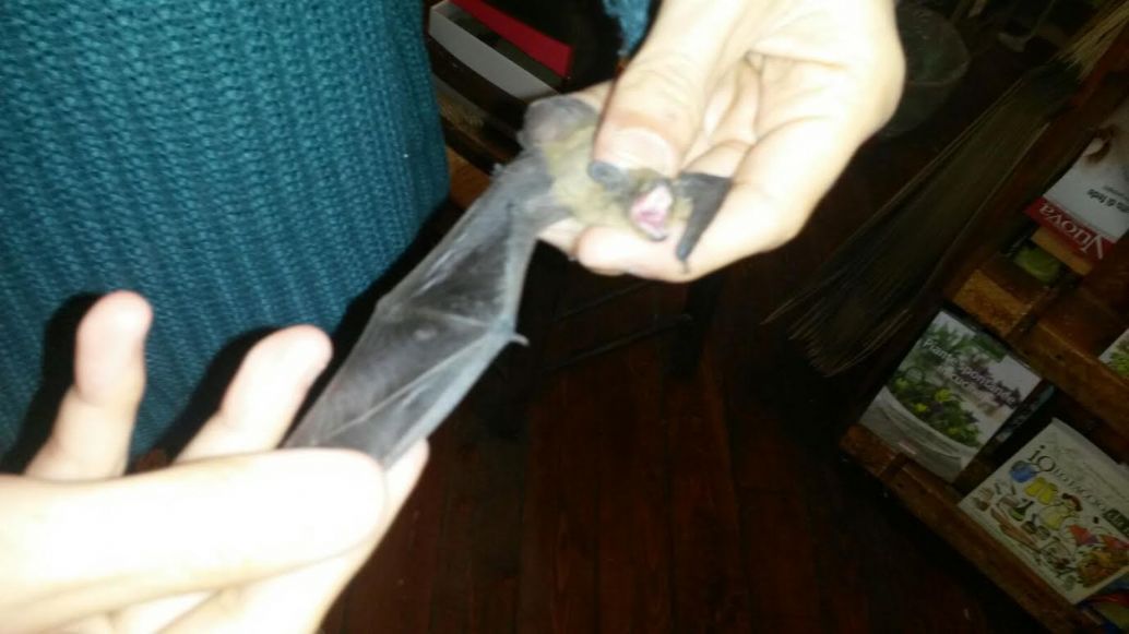 animali in difficoltà pipistrello