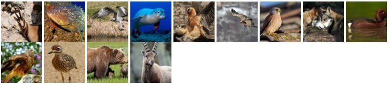 animali totem parchi