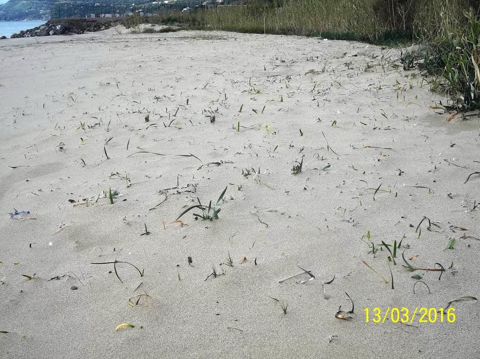 saline giglio di mare