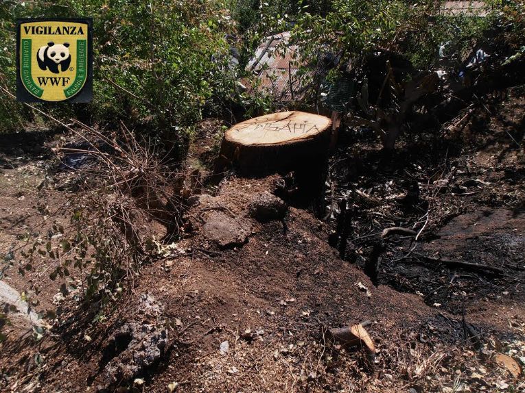 quercia come era prima