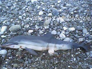 delfino spiaggia policastro