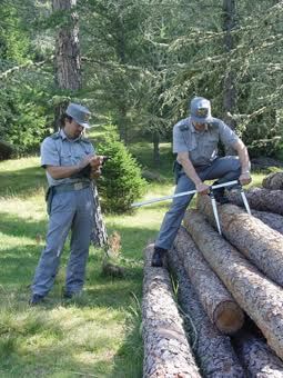 forestale controlla diametro alberi