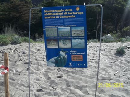 monitoraggio tartarughe