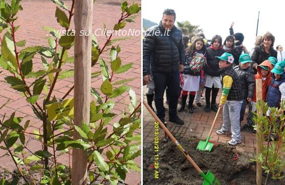 alberi neonati a sapri
