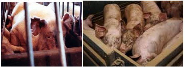 maiali in allevamento