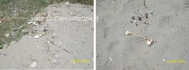 dune rovinate gigli bulbi