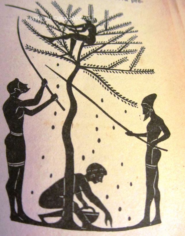 raccolta olive anfora greca