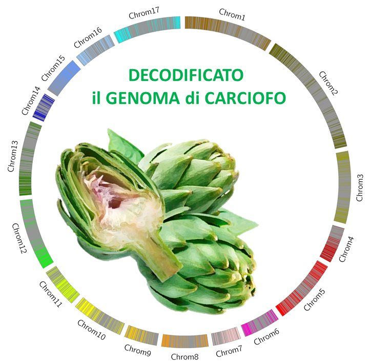 genoma del carciofo