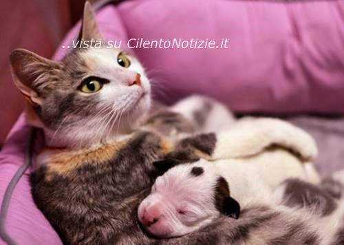 gatta che allatta cucciolo di cane