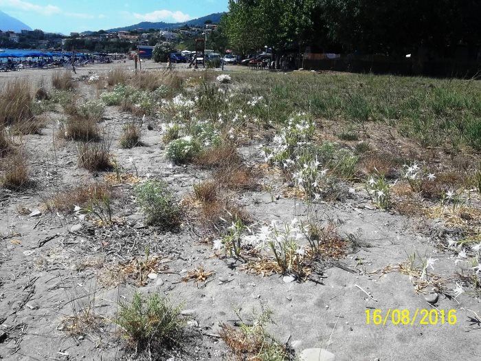 piantare gigli cilento