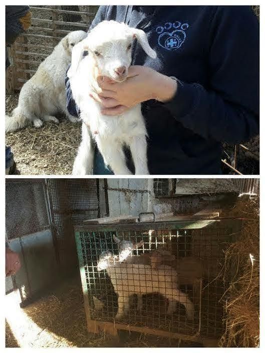 agnelli in gabbia pasqua