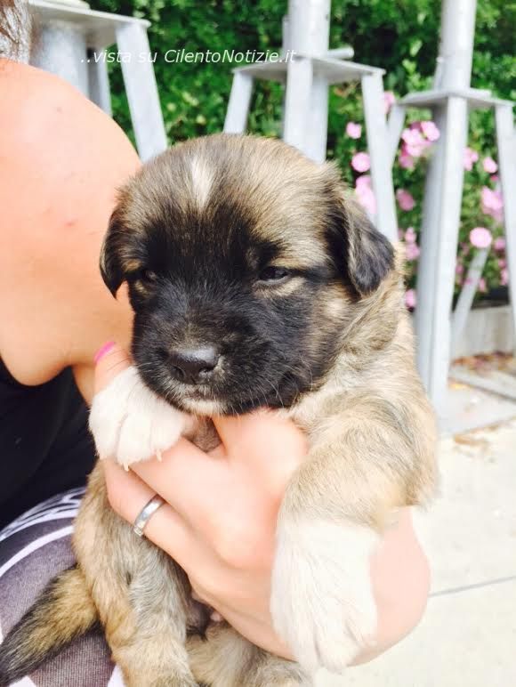 cuccioli abbandonati