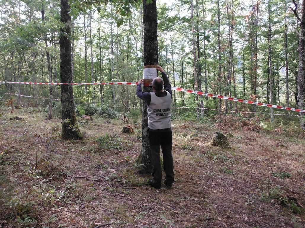 sequestri forestale