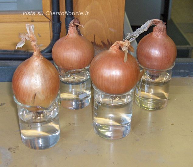 antica cipolla asiativa perdifumo vatolla