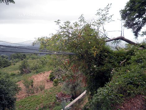 albero su cavi telecom gioi