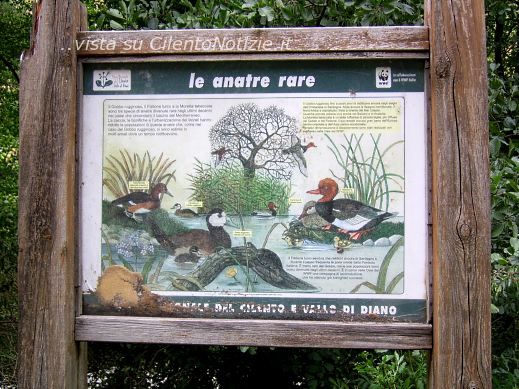 anatre rare tra i rifiuti