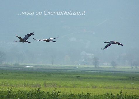 dove volano le cicogne
