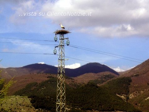 cicogne nel vallo di diano