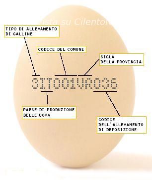 uovo gallina classificazione