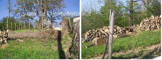 deforestazione taglio alberi