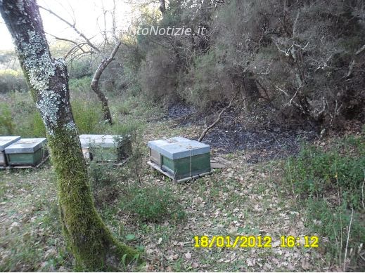 sughere di vibonati in incedio