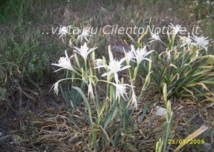 giglio di mare sapri