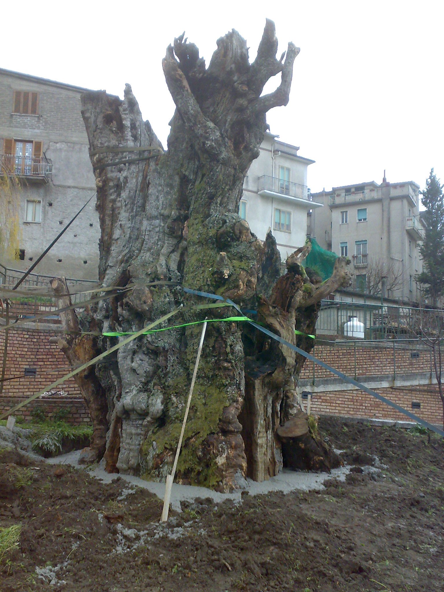 gioi il castagno millenario