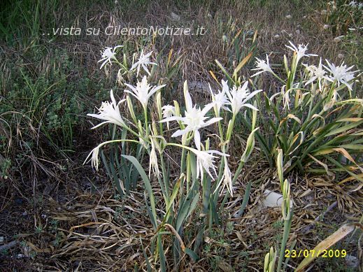 il giglio di mare nel Cilento